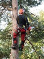 Low Cut Tree Services image 2